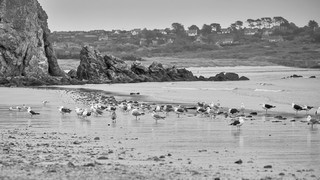 Camaret    |   5  /  22    | 